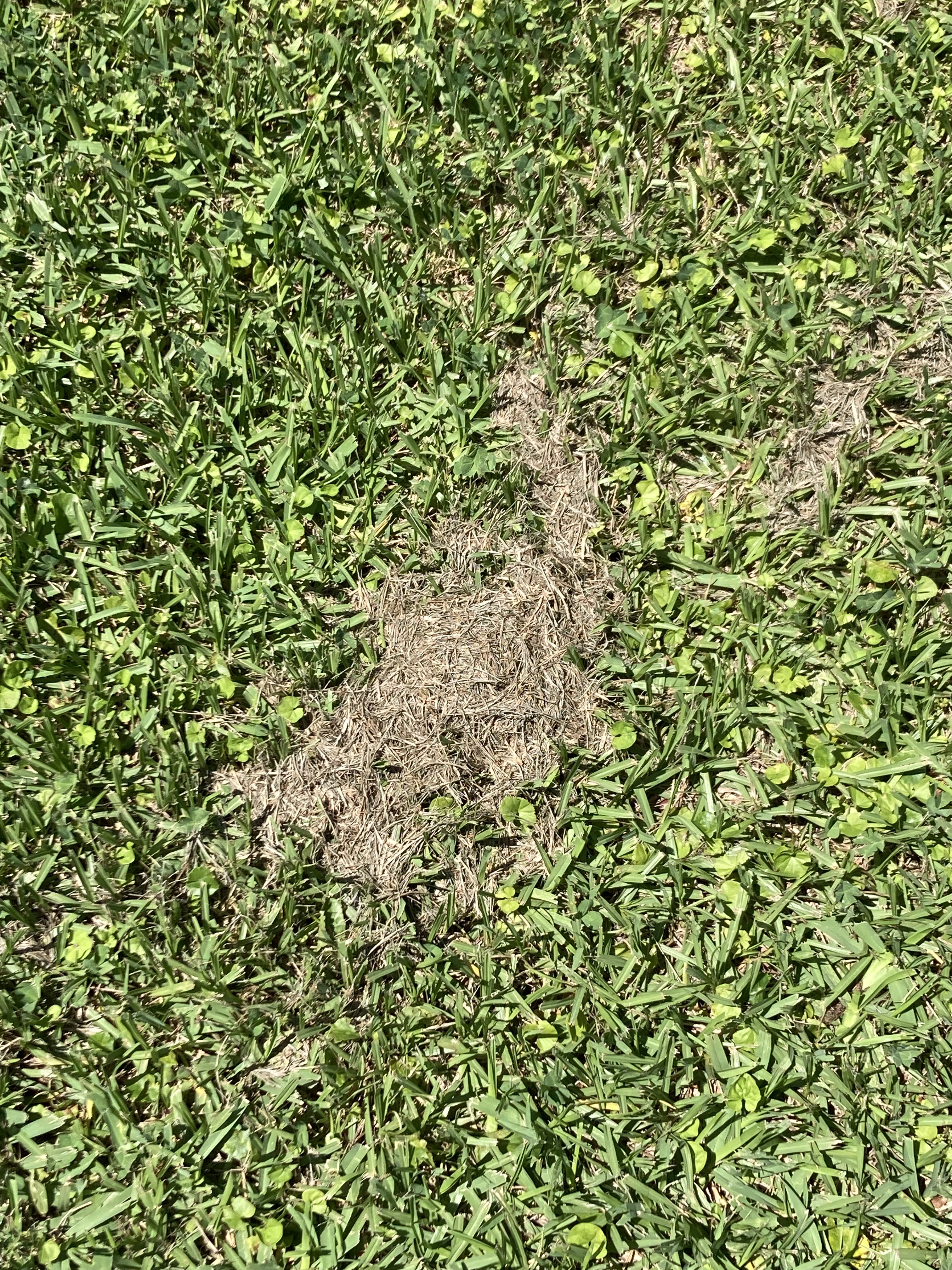 Is the Mow Height Right?
